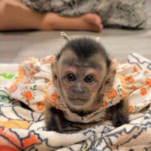 bella spider monkey