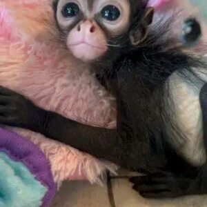 bella spider monkey