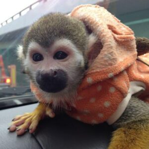 luna squirrel monkey