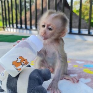 lucy pigtail monkey