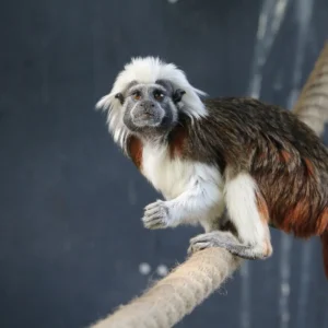 max tamarin explorer